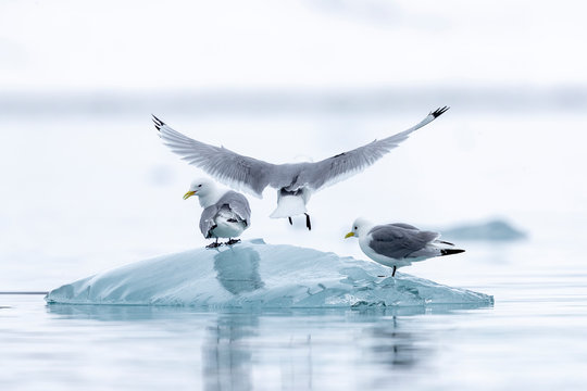 a black-legged kitt lands on a piece of ice between two other birds