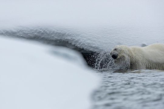 a polar bear is in the water and shakes and squirts water