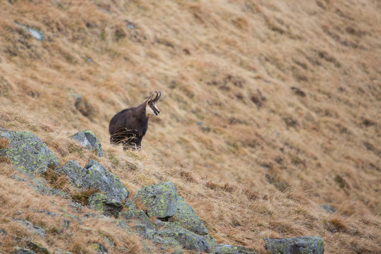 G&auml;mse, Gams, Chamois (Rupicapra rupicapra)
