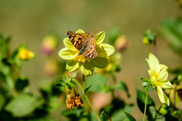 Delicate orange and brown butterfly on a large yellow dahlia flower in full bloom on blurred background, photographed with soft focus in a garden in a sunny summer day
