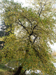 (Liquidambar orientalis) Orientalischer Amberbaum mit Schwarzbrauner Rinde und grünes, gelbbraunes Laub im Herbst