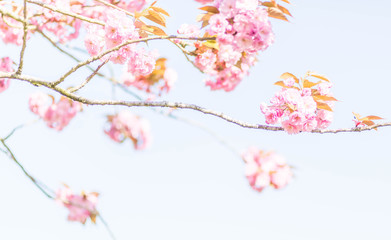 Obraz na płótnie Canvas cerisier japonais rose printemps