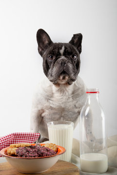 French bulldog with breakfast Chocolate and almond cookies with glass of fresh milk on rustic wood Vertical image