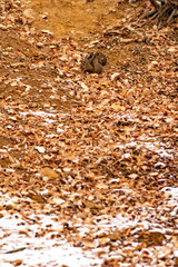 Camouflage bird woodcock. Brown dry leaves and white snow background. Bird: Eurasian Woodcock. Scolopax rusticola.