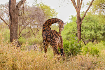 Giraffe