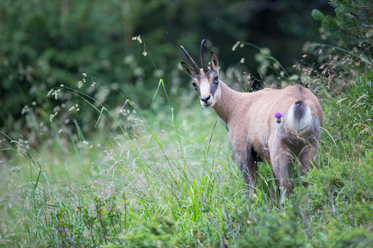 G&auml;mse, Gams, Chamois (Rupicapra rupicapra)
