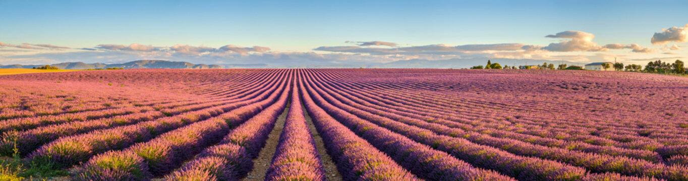 Rows of purple lavender in height of bloom in early July in a field on the Plateau de Valensole at sunrise