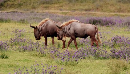 Close up of  wildebeest on a meadow