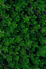 Fototapeta na wymiar Cropped sot of green plant. Green leaves background, close up. Beautiful nature background. Green leaves, horizontal shot.