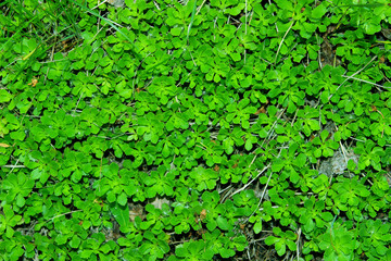  Cropped sot of green plant. Green leaves background, close up. Beautiful nature background. Green leaves, horizontal shot.