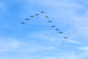 The greylag geese fly south in a triangular formation