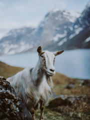 Goat in norwegian landcape mountains
