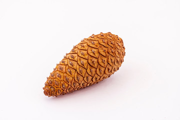 brown beautiful pine cone close up isolated on a white background , part of stone-pine macro