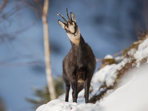 Gams, G&auml;mse, Rupicapra rupicapra