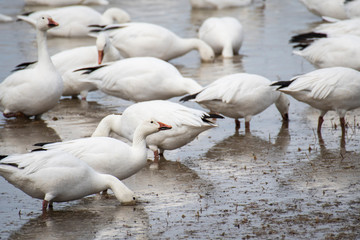 Fototapeta premium Snow Geese resting during spring Migration