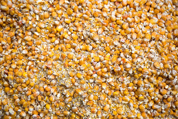 Forest and wild  Backgrounds and  Textures