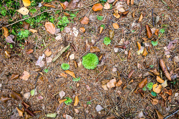 Forest and wild  Backgrounds and  Textures