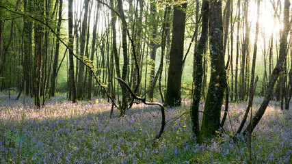 lever de soleil en foret