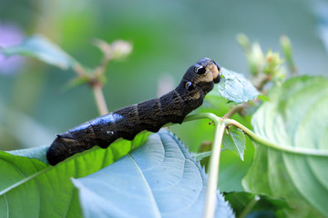 Mittlerer Weinschwärmer