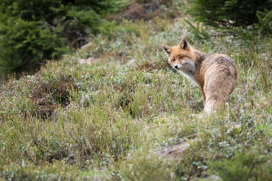 Fuchs, Rotfuchs (Vulpes vulpes)