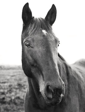 portrait of horse in field on farm in upstate NY