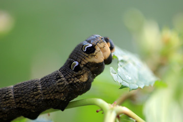 Mittlerer Weinschwärmer