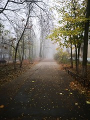 Obraz premium Foggy road in forest