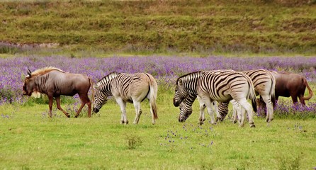 Fototapeta na wymiar Landscape with Wildebeest and Zebras on a meadow