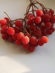 Frozen red berries of viburnum on a branch on white background