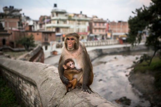 A monkey and baby at Pashupatinath Temple in Kathmandu.