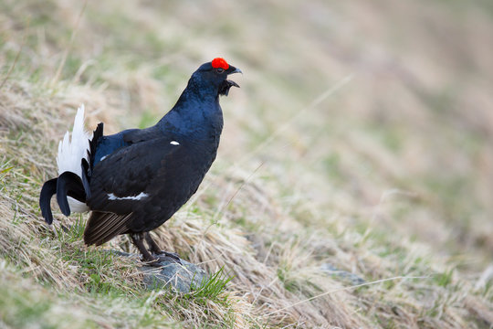 Birkhahn 