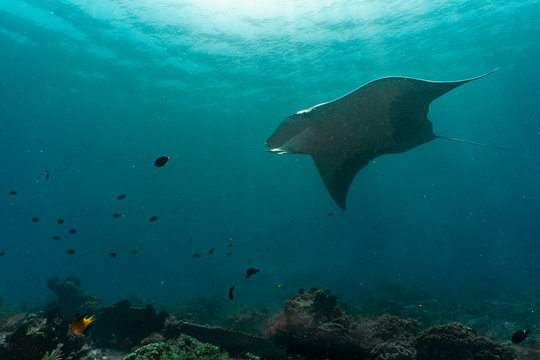 a manta ray floating graceful in the ocean at Raja Ampat