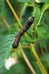 Mittlerer Weinschwärmer