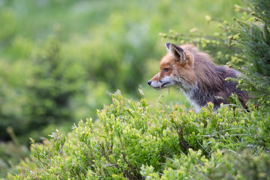 Fuchs, Rotfuchs (Vulpes vulpes)