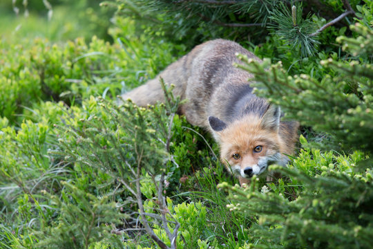 Fuchs, Rotfuchs (Vulpes vulpes)