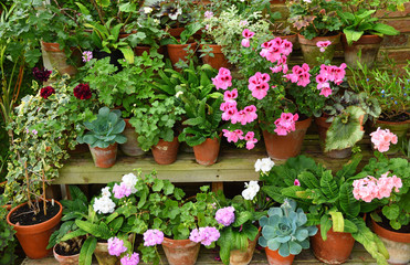 Fototapeta na wymiar Colourful Plants in pots on staging Geraniums and Pelagoniums.