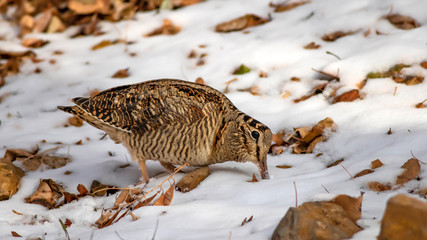 Camouflage bird woodcock. Brown dry leaves and white snow background. Bird: Eurasian Woodcock. Scolopax rusticola.