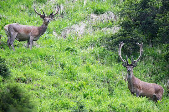 Rothirsch im Bastgeweih, red deer