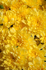 Closeup of yellow  chrysanthemums. Floral background