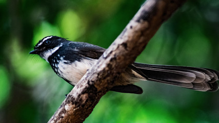 Bird on a branch