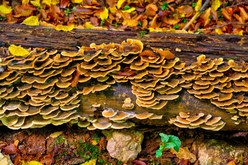 Fallen tree trunk in bed of leaves with fungus growth. Natural texture and background. 