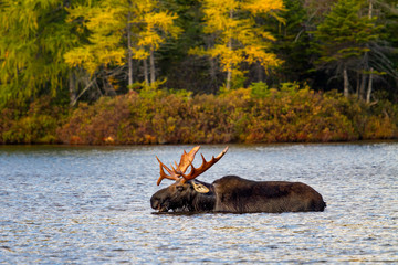 Bull Moose Swimming in the Lake