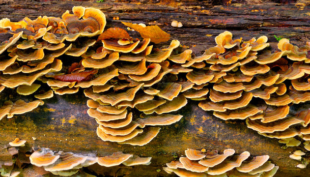 Orange Fungus on tree bark. Tree fungus in the Autumn season. Natural pattern and texture.