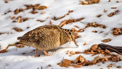 Camouflage bird woodcock. Brown dry leaves and white snow background. Bird: Eurasian Woodcock. Scolopax rusticola.
