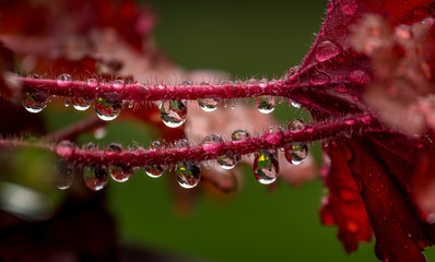 Heuchera with Rain Drops