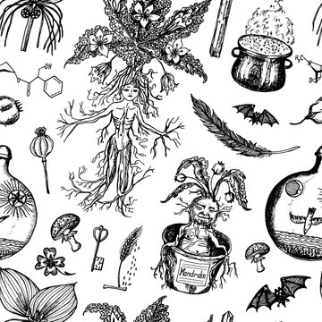 Mandrake Stock Illustrations – 428 Mandrake Stock Illustrations, Vectors &  Clipart - Dreamstime