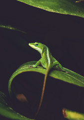 Angry Anole