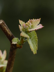 bud of vine