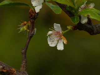 Flower at apple tree