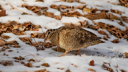 Camouflage bird woodcock. Brown dry leaves and white snow background. Bird: Eurasian Woodcock....